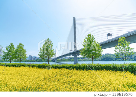 Seoul, South Korea - May. 10, 2026 : Guri Hangang Park Yellow Rapeseed Flower Field and Guri Amsa Bridge Landscape Seoul, South Korea - May. 10, 2026 : Guri Hangang Park Yellow Rapeseed Flower Field and Guri Amsa Bridge Landscape 139619570