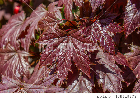 Close-up Tree branch with dark red leaves of Acer platanoides, the Norway maple Crimson King. Red Maple acutifolia Crimson King background. Autumn background. Close-up Tree branch with dark red leaves of Acer platanoides, the Norway maple Crimson King. Red Maple acutifolia Crimson King background. Autumn background. 139619578