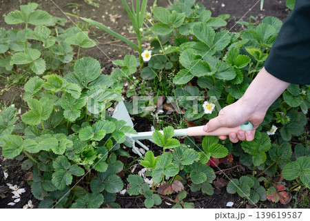 Gardening with colorful gloves and young tomato plant on fertile soil in a backyard setting 139619587
