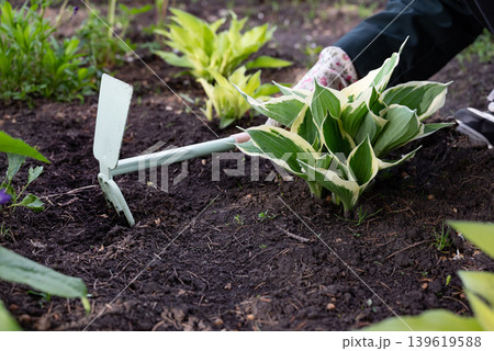 Gardening with colorful gloves and young tomato plant on fertile soil in a backyard setting Gardening with colorful gloves and young tomato plant on fertile soil in a backyard setting 139619588