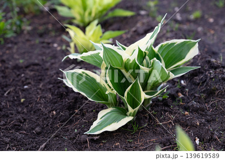Gardening with colorful gloves and young tomato plant on fertile soil in a backyard setting 139619589
