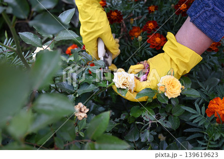 Gardener trims dead leaves and flowers from rose bush in bright garden during spring season 139619623