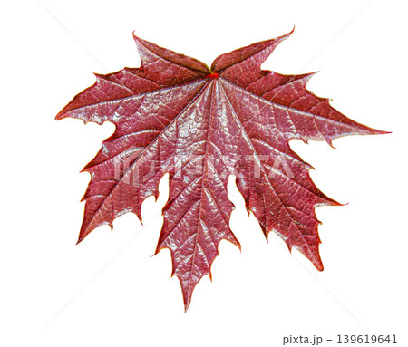 Autumn Japanese Maple Leaf Isolated isolated on white background with clipping path. Design element for cards, invitations, posters. 139619641