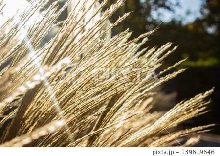 White Puffy flowers of Chinese prachtriet, Miscanthus sinensis or Maiden Silvergrass at sunset with copy space. Natural background. 139619646