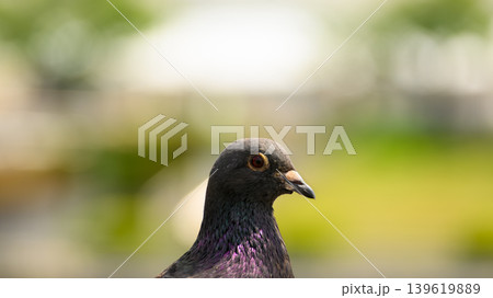 ハトのクローズアップ写真 ハトのクローズアップ写真 139619889