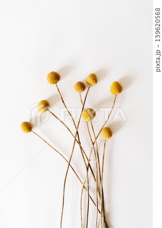 Dried craspedia flowers with yellow ball blooms on long thin stems Dried craspedia flowers with yellow ball blooms on long thin stems 139620568