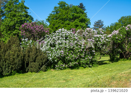 Blooming Lilac Bushes in Spring Park Garden Purple and White Syringa Flowers. Landscape design green lane Blooming Lilac Bushes in Spring Park Garden Purple and White Syringa Flowers. Landscape design green lane 139621020