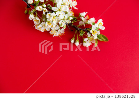 fresh white cherry blossoms on vibrant red minimal background fresh white cherry blossoms on vibrant red minimal background 139621329