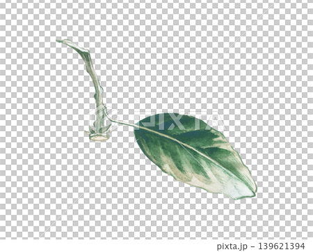 Watercolor illustration of a branch and leaf of a citrus tree, in particular, a tangerine tree. This elegant botanical element, set against an isolated background, is ideal for organic food packaging Watercolor illustration of a branch and leaf of a citrus tree, in particular, a tangerine tree. This elegant botanical element, set against an isolated background, is ideal for organic food packaging 139621394