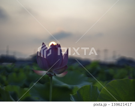 希望の光を灯す。黄昏の空と一輪の蓮 希望の光を灯す。黄昏の空と一輪の蓮 139621417