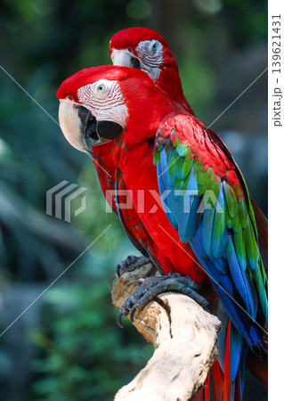 Close up head the red macaw parrot bird in garden Close up head the red macaw parrot bird in garden 139621431