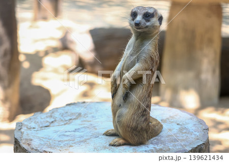 The meerkat is stay in the garden The meerkat is stay in the garden 139621434