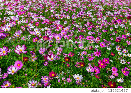 Colorful Cosmos Flower Field with Pink and White Blossoms Colorful Cosmos Flower Field with Pink and White Blossoms 139621437