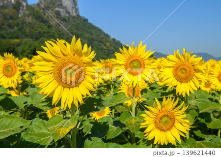 Close Up Sunflowers in Bloom with Mountain Background and Blue Sky 139621440