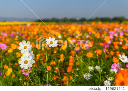 White Cosmos Flowers in Colorful Flower Field. Spring Nature Background 139621442