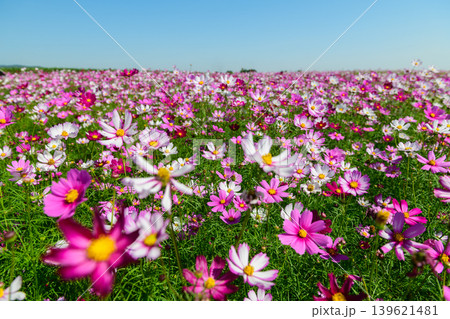 Pink and White Cosmos Flower Field Under Blue Sky Pink and White Cosmos Flower Field Under Blue Sky 139621481