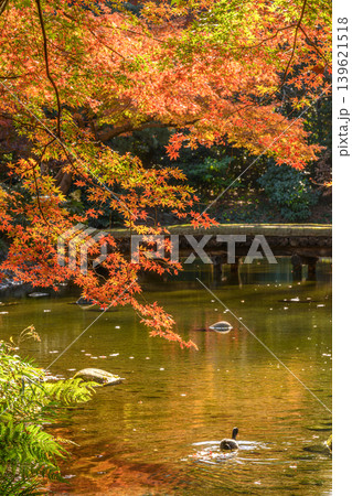 紅葉(小石川後楽園) 紅葉(小石川後楽園) 139621518