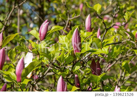 Magnolia pink flower bud. 139621526