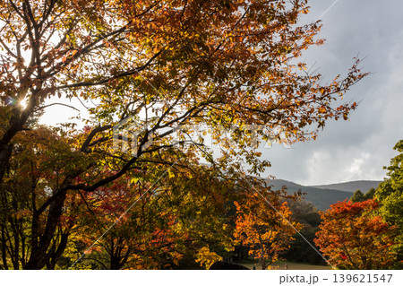 秋色に染まる紅葉と木漏れ日 美しい山間の秋風景 139621547