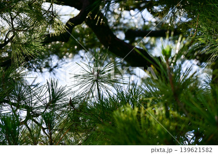 Close-up of trees with green leaves in the Japanese gardern in nijo jo castle, Kyoto, Japan. World Heritage Site,  Background landscape of the beauty of Nijo Castle at sunny day. Nature Background. 139621582
