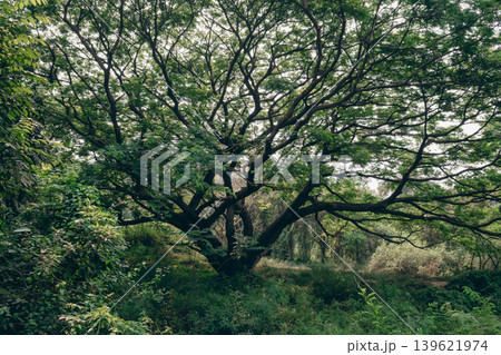 Big green tree spreading shady in a tropical forest in India. Big green tree spreading shady in a tropical forest in India. 139621974