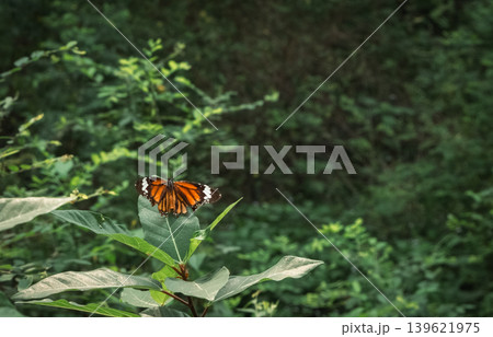 Common tiger butterfly Danaus genutia, common butterflies in a green forest. Common tiger butterfly Danaus genutia, common butterflies in a green forest. 139621975