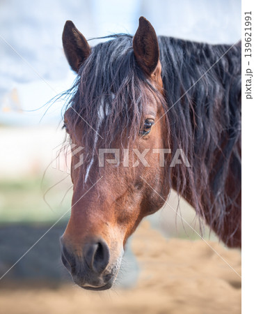 Close-up of a beautiful chestnut colored stallion. 139621991