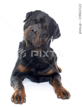 purebred male rottweiler purebred male rottweiler 139622122