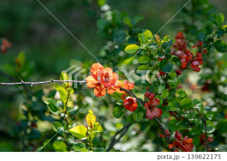 Japanese Quince Branch with Orange Flowers in Spring Garden Sunny Day Floral Background 139622175