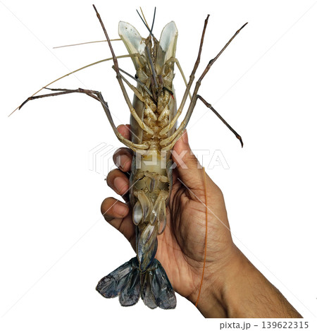 Fresh giant river prawn macrobrachium rosenbergii held in hand on white background showing ventral view and long blue legs. 139622315