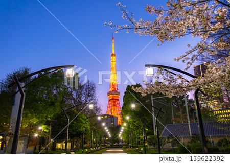 東京都港区 芝公園の遊歩道に咲く美しい夜桜とライトアップされた東京タワーの夜景 139622392