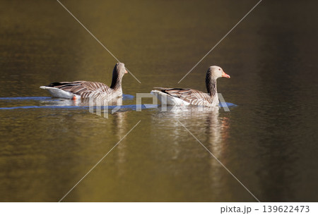 Two Greylag Geese Swimming In Calm Golden Pond Water 139622473
