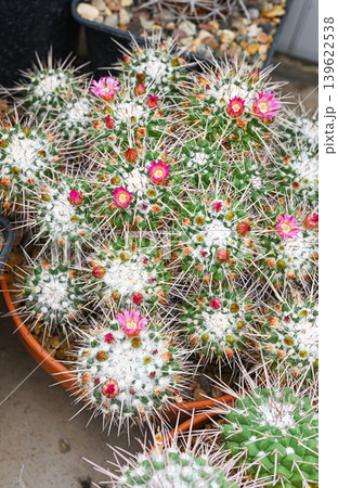 Cacti of the mammillaria family with white fluffy areoles and long white spikes Cacti of the mammillaria family with white fluffy areoles and long white spikes 139622538