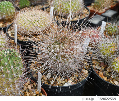 Mammillaria karwinskiana is a ball-shaped cactus with thick spikes Mammillaria karwinskiana is a ball-shaped cactus with thick spikes 139622539