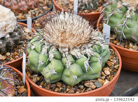 Cactus discocactus crystallophilus, topped with a thick, hairy head with beige fluff Cactus discocactus crystallophilus, topped with a thick, hairy head with beige fluff 139622542