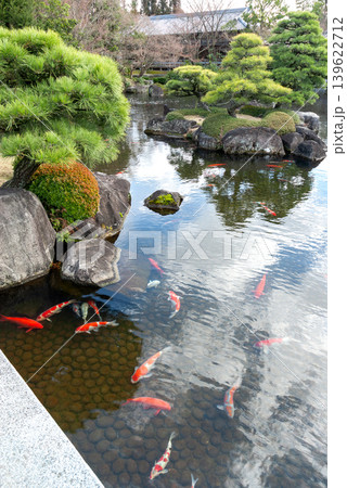 好古園「御屋敷の庭」の大池を優雅に泳ぐ色鮮やかな錦鯉（兵庫県姫路市） 139622712
