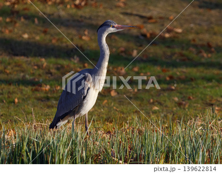 Grey Heron Standing In Sunlit Grass At Royal Game Reserve Grey Heron Standing In Sunlit Grass At Royal Game Reserve 139622814