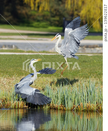 Grey Herons in territorial dispute by a park pond Grey Herons in territorial dispute by a park pond 139622817