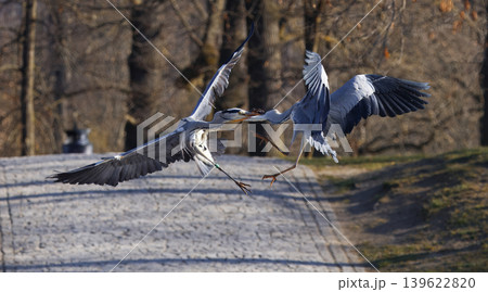 Two Grey Herons fighting in flight at Stromovka park Two Grey Herons fighting in flight at Stromovka park 139622820