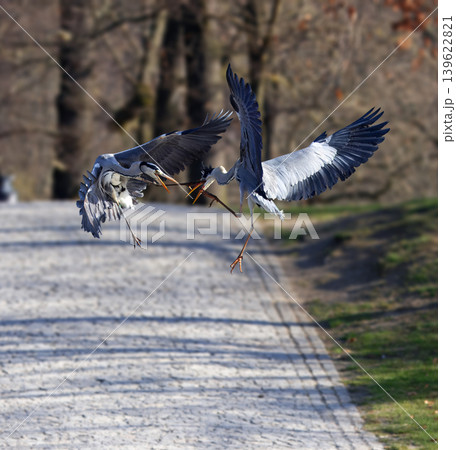 Mid-air fight of two Grey Herons in Stromovka park 139622821