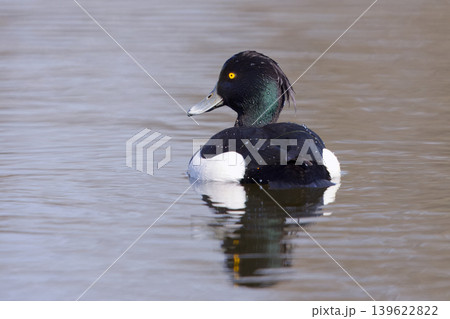 Male tufted duck swimming on calm pond water 139622822