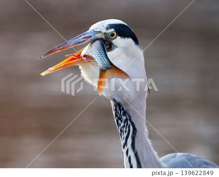 Grey Heron, Ardea cinerea with Freshly Caught Fish, Stromovka Prague Grey Heron, Ardea cinerea with Freshly Caught Fish, Stromovka Prague 139622849