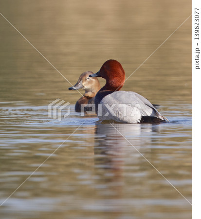 Common pochard pair swimming on calm water Common pochard pair swimming on calm water 139623077