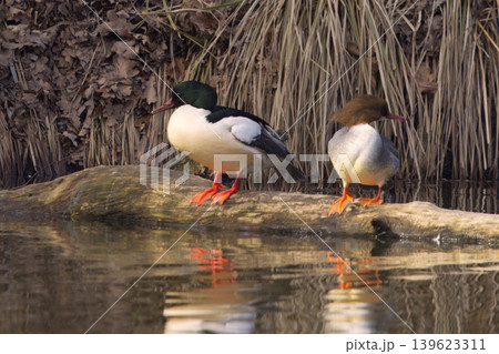 Goosander Couple On A Log In Stromovka Royal Reserve Goosander Couple On A Log In Stromovka Royal Reserve 139623311