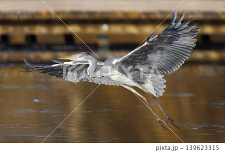 Grey Heron in Flight Over Stromovka Water 139623315