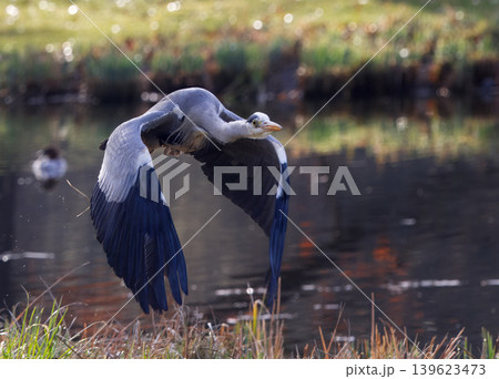 Grey Heron Banking Over Pond in Stromovka Grey Heron Banking Over Pond in Stromovka 139623473