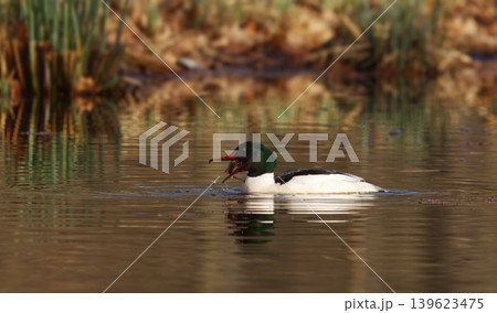 Male Goosander Feeding on Fish in Stromovka Male Goosander Feeding on Fish in Stromovka 139623475