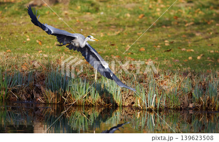 Grey Heron Taking Off in Stromovka Reserve Grey Heron Taking Off in Stromovka Reserve 139623508