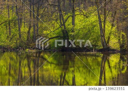 Rainy Forest Scenery, Green Trees and Leaves Reflecting on Pond Surface Rainy Forest Scenery, Green Trees and Leaves Reflecting on Pond Surface 139623551