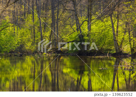 Rainy Forest Scenery, Green Trees and Leaves Reflecting on Pond Surface 139623552